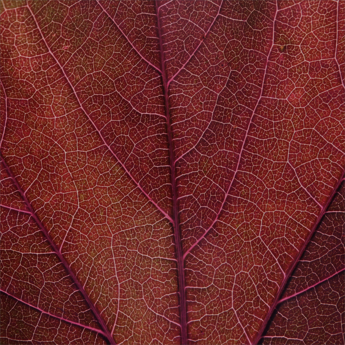 Wild Vine Red